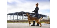 L’utilisation de chiens dans le gardiennage